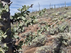 Fouquieria columnaris