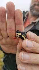 Melanophryniscus stelzneri