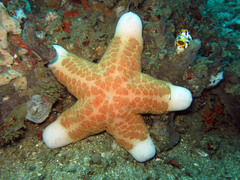 Choriaster granulatus