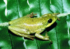 Hyperolius viridiflavus