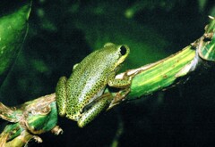 Hyperolius viridiflavus