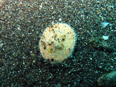 Clypeaster humilis