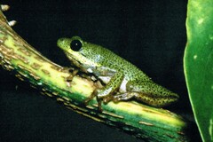 Hyperolius viridiflavus