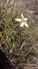 Silene saxifraga