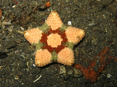 Culcita novaeguineae