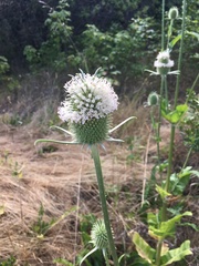 Dipsacus sativus