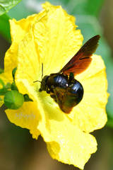 Xylocopa tranquebarorum
