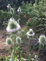 Dipsacus sativus