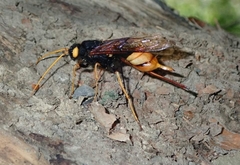 Urocerus gigas