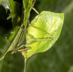 Typophyllum egregium