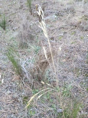 Celtica gigantea