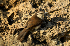 Campylorhynchus griseus