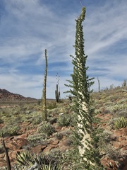 Fouquieria columnaris