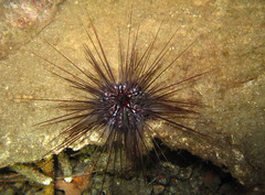 Diadema savignyi