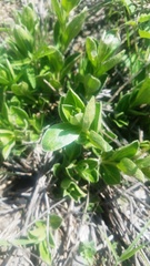 Ditaxis aphoroides