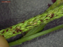 Paspalum denticulatum