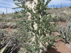 Fouquieria columnaris
