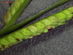 Paspalum denticulatum