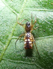 Micrathena fissispina