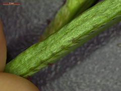 Paspalum denticulatum