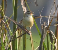 Acrocephalus agricola