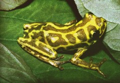 Hyperolius viridiflavus