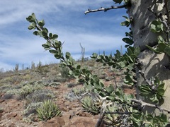 Fouquieria columnaris