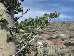 Fouquieria columnaris
