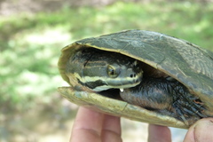 Phrynops williamsi