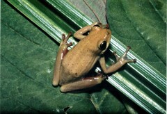 Hyperolius viridiflavus