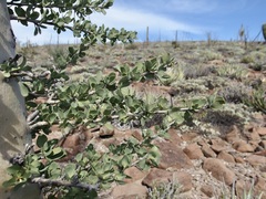 Fouquieria columnaris