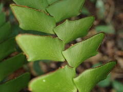 Adiantum villosum
