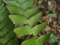 Adiantum villosum