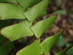 Adiantum villosum