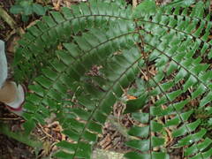 Adiantum villosum