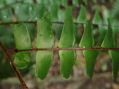 Adiantum villosum