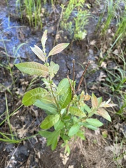 Salix humilis