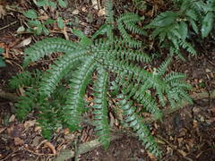 Adiantum villosum