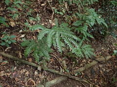 Adiantum villosum