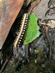 Nyssodesmus python