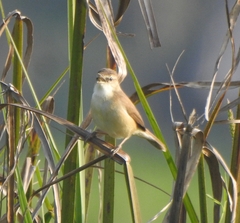 Acrocephalus agricola