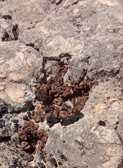 Clavascidium lacinulatum