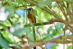 Momotus subrufescens