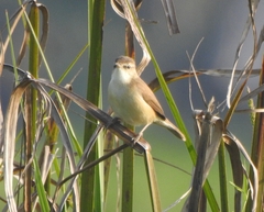 Acrocephalus agricola