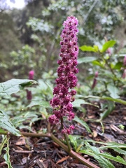 Phytolacca