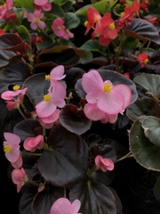 Begonia