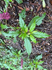 Phytolacca