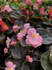 Begonia