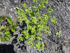 Euphorbia helioscopia