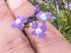 Nuttallanthus canadensis